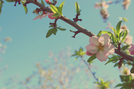 background of spring white cherry blossoms tree. selective focusの写真素材