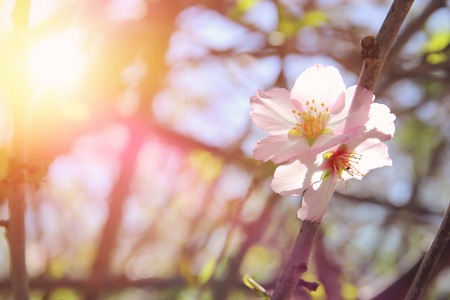background of spring white cherry blossoms tree. selective focus