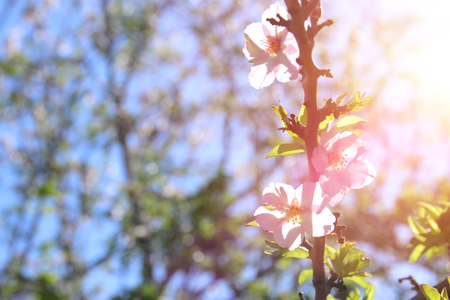 background of spring white cherry blossoms tree. selective focusの写真素材