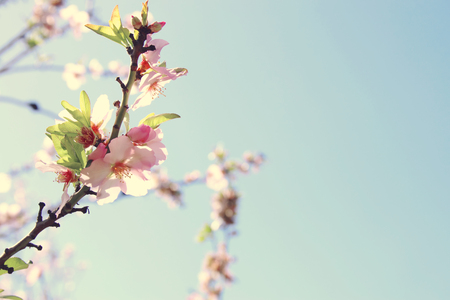 background of spring white cherry blossoms tree. selective focusの写真素材