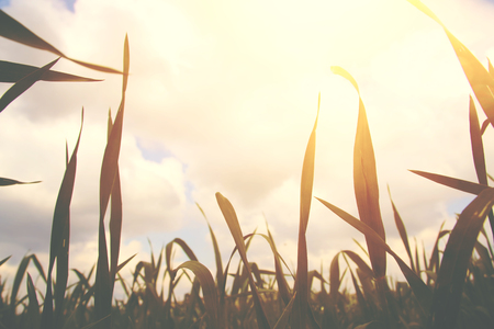low angle view of fresh grass. freedom and renewal conceptの写真素材