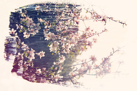 dreamy and abstract image of cherry tree. double exposure effect with watercolor brush stroke textureの写真素材