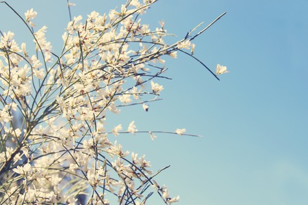 Image of beautiful white flowers and blue sky