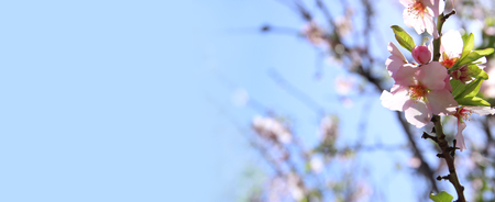 website banner background of of spring white cherry blossoms tree. selective focusの写真素材