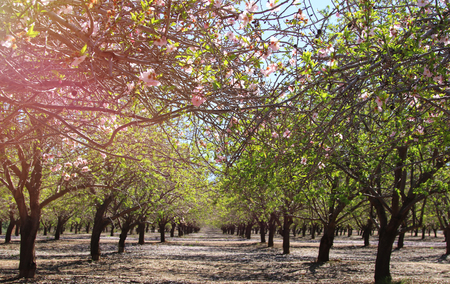 background of spring white cherry blossoms tree. selective focusの写真素材