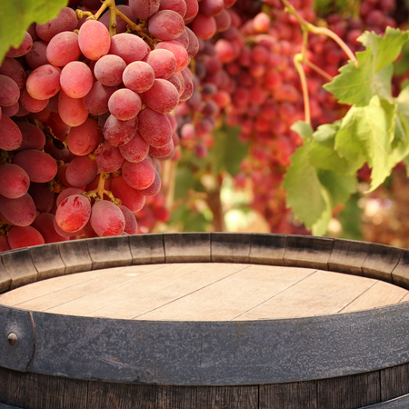 Image of old oak wine barrel in front of wine yard landscape. Useful for product display montageの写真素材