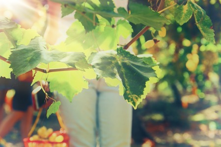 Vineyard landscape with ripe grapes at sun lightの写真素材