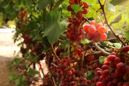 Vineyard landscape with ripe grapes at sunlightの写真素材