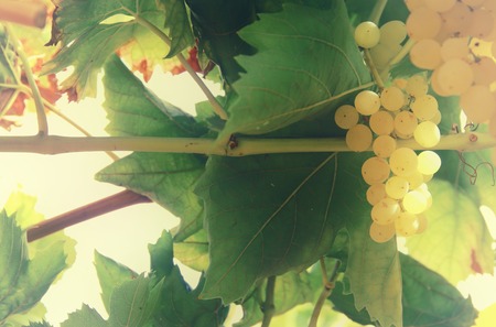 Vineyard landscape with ripe grapes at sun lightの写真素材