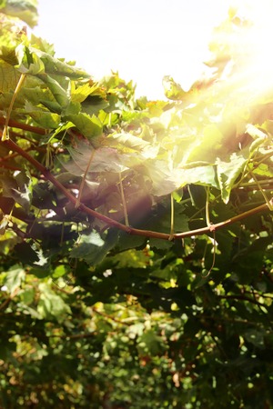 Vineyard landscape with ripe grapes at sun lightの写真素材