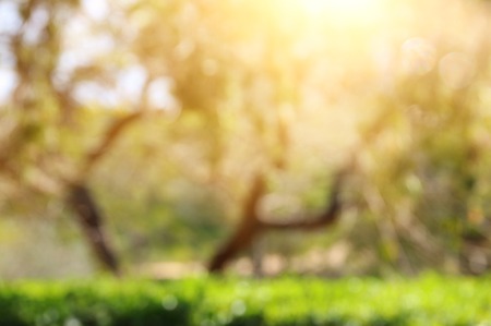 blurred abstract photo of light burst among trees and bokeh lightsの写真素材