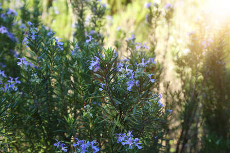 image of Fresh Rosemary Herbの写真素材