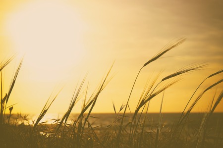 background of beach and sea with wheat field at sunset colors
