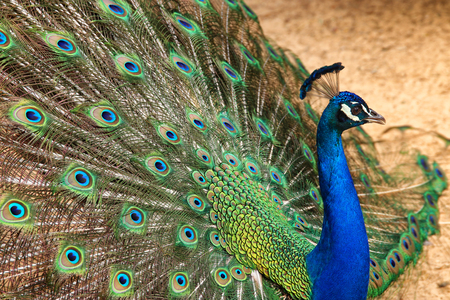 image of beautiful male peacock opening his tail, outdoorsの写真素材