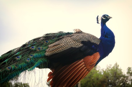 image of beautiful male peacock opening his tail, outdoorsの写真素材