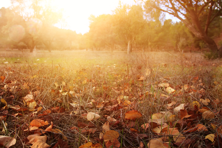 autumn leaves on the ground. fall wallpaper. toned imageの写真素材