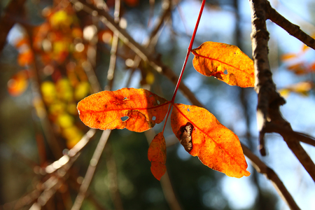 autumn leaves on tree in sunny morning lightの写真素材