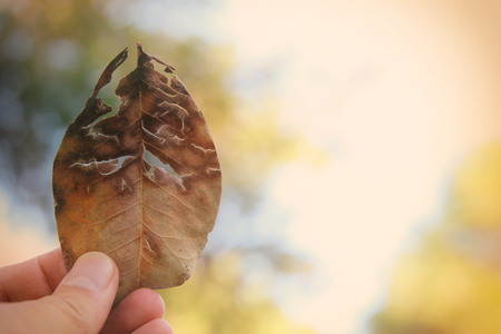 Abstract image of man's hand holding dry and cracked dry leaf against bokeh backgroundの写真素材
