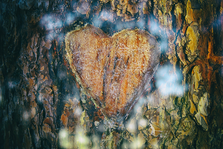 Photo of old tree trunk with heart carved on it. Valentine's day concept. Romantic backgroundの写真素材