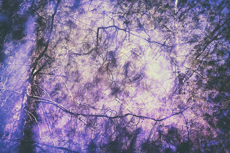 Ultra violet background effect with double exposure and abstract trees at the forest