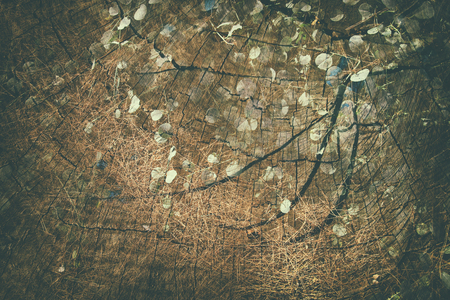 Double exposure of trees at woods and Cut tree trunk. nature backgroundの写真素材