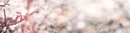 Abstract blurred website banner background of of spring white cherry blossoms tree. selective focus. vintage filtered with glitter overlayの写真素材