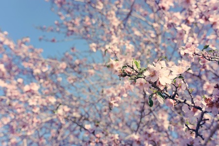 background of spring cherry blossoms tree. selective focusの写真素材
