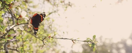 background of spring cherry blossoms tree and beautiful butterfly collects nectar from the flower. selective focus.の写真素材