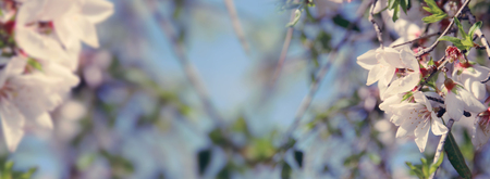 background of spring almond blossoms tree. selective focus.