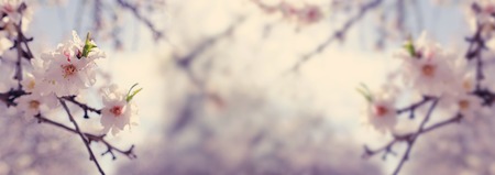 Banner background of of spring white cherry blossoms tree. Selective focusの写真素材