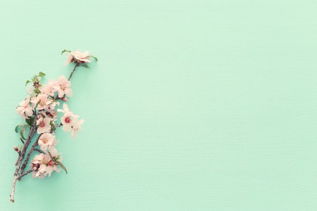 Photo of spring white cherry blossom tree on pastel mint wooden background. View from above, flat layの写真素材