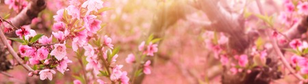 Background of spring blossom tree with pink beautiful flowers. Selective focusの写真素材