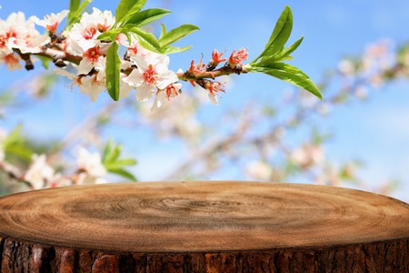wooden table in front of spring blossom tree landscape. Product display and presentationの写真素材