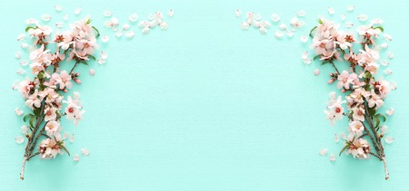 photo of spring white cherry blossom tree on pastel mint wooden background. View from above, flat...