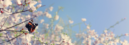 background of spring cherry blossoms tree and beautiful butterfly collects nectar from the flower. selective focusの写真素材