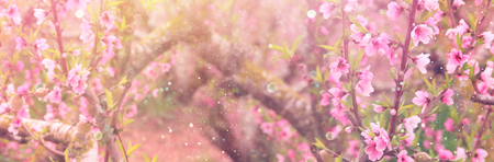 background of spring blossom tree with pink beautiful flowers. selective focusの写真素材