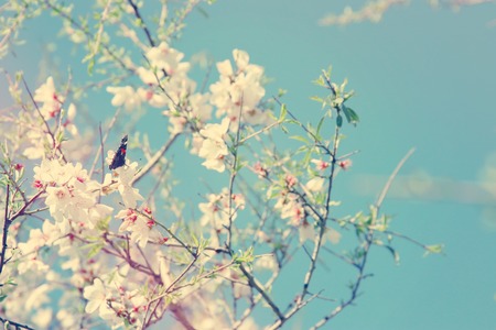 background of spring cherry blossoms tree and beautiful butterfly collects nectar from the flower. selective focusの写真素材