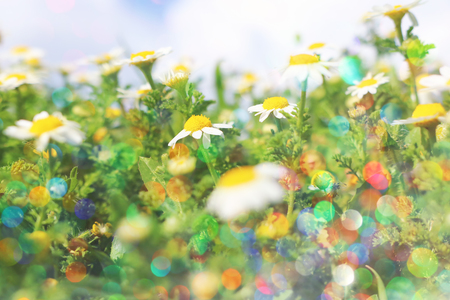Background of spring beautiful daisy flowers. Selective focus.の写真素材