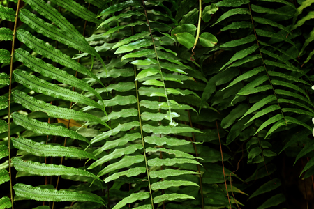Tropical leaf texture, foliage nature green background.の写真素材