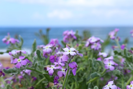 Background of spring pink beautiful flowers. Selective focus.の写真素材