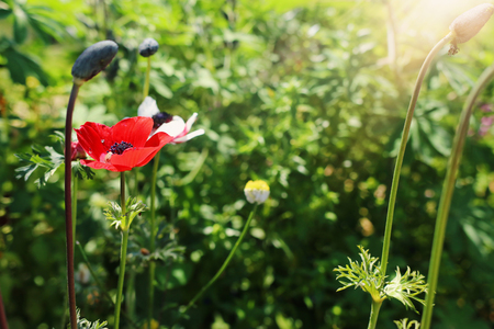 Photo of red poppies in the green fieldの写真素材