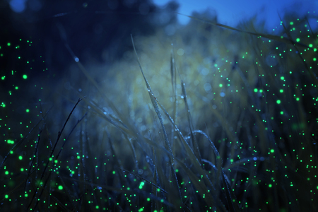 Abstract and magical photo of tall grass with Firefly flying in the night forest. Fairy tale conceptの写真素材