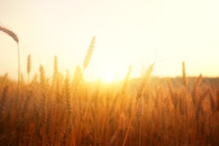 Ears of golden wheat in the field at sunset lightの写真素材