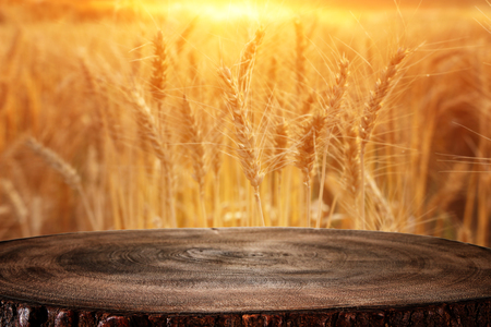 Wood board table in front of field of wheat on sunset light. Ready for product display montageの写真素材