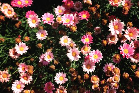 Background of spring beautiful pink daisy flowers. Selective focus