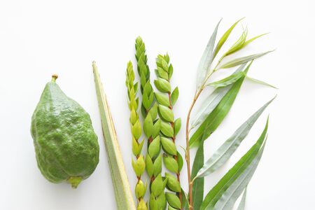 religion image of Jewish festival of Sukkot. Traditional symbols (The four species): Etrog, lulav, hadas, arava. white backgroundの写真素材