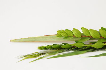 religion image of Jewish festival of Sukkot. Traditional symbols three of the four species: lulav,...