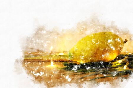 Jewish festival of Sukkot. Traditional symbols (The four species): Etrog, lulav, hadas, aravaの写真素材