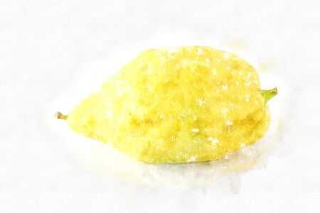 religion image of Jewish festival of Sukkot. Traditional symbol one of the four species: citron (Etrog). white backgroundの写真素材