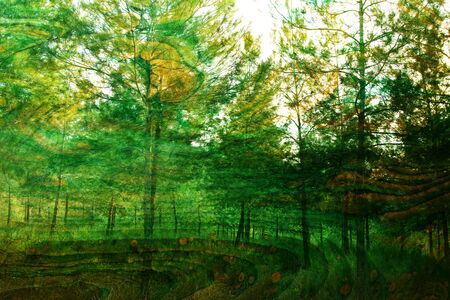 art concept of double exposure in nature. forest and fall colorsの写真素材